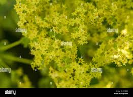 Attēlu rezultāti vaicājumam “Alchemilla vulgaris aggr. flower”