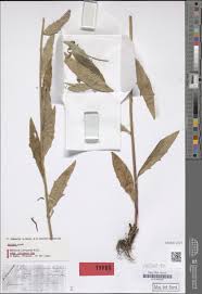 Attēlu rezultāti vaicājumam “Hieracium laevigatum”