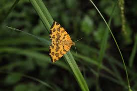 Attēlu rezultāti vaicājumam “Pseudopanthera macularia”