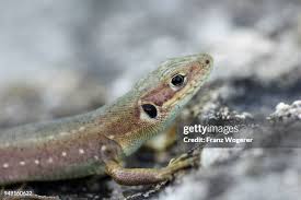 Attēlu rezultāti vaicājumam “Lacerta vivipara juvenile”