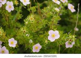 Attēlu rezultāti vaicājumam “Pentaphylloides fruticosa leaf”