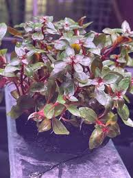 Attēlu rezultāti vaicājumam “Amblystegium serpens macro”