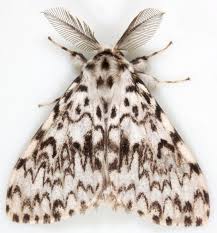 Attēlu rezultāti vaicājumam “Lymantria monacha pupa”