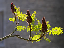 Attēlu rezultāti vaicājumam “Rhus typhina flower”