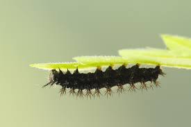 Attēlu rezultāti vaicājumam “Araschnia levana upperside”