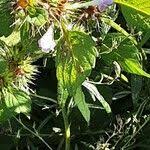 Attēlu rezultāti vaicājumam “Galeopsis bifida”