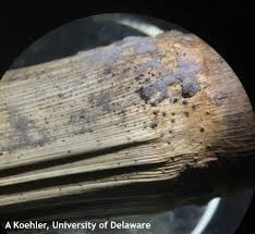 Attēlu rezultāti vaicājumam “Diderma radiatum stalked”