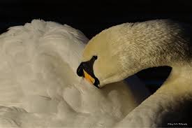 Attēlu rezultāti vaicājumam “Cygnus olor juvenile”