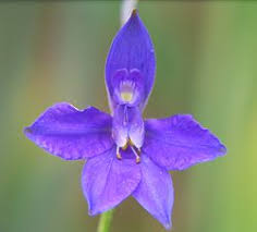 Image result for Consolida regalis