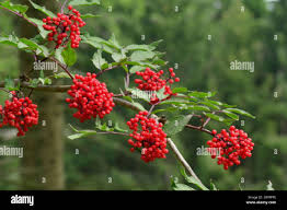 Attēlu rezultāti vaicājumam “Sambucus racemosa fruit”