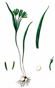 Attēlu rezultāti vaicājumam “Gagea pratensis”