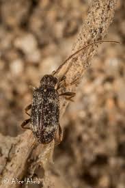 Attēlu rezultāti vaicājumam “Ptinus sp.”