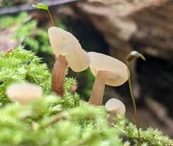 Attēlu rezultāti vaicājumam “Neocudoniella albiceps”