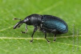 Attēlu rezultāti vaicājumam “Magdalis sp.”