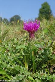 Attēlu rezultāti vaicājumam “Cirsium acaule fruit”