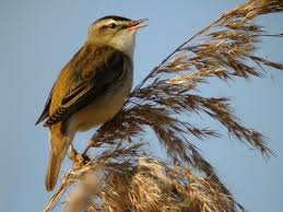 Attēlu rezultāti vaicājumam “Acrocephalus schoenobaenus adult”