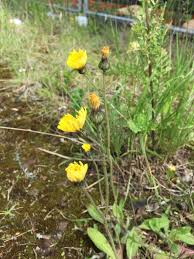 Attēlu rezultāti vaicājumam “Pilosella officinarum”