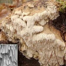 Attēlu rezultāti vaicājumam “Antrodia sinuosa”