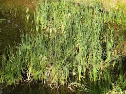 Image result for Rohrkolben