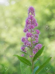 Attēlu rezultāti vaicājumam “Spiraea salicifolia flower”