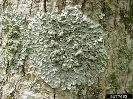 Attēlu rezultāti vaicājumam “Flavoparmelia caperata”