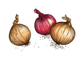 Image result for Zwiebeln