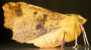 Attēlu rezultāti vaicājumam “Ennomos autumnaria male”