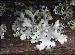 Attēlu rezultāti vaicājumam “Hypotrachyna sp.”