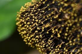 Attēlu rezultāti vaicājumam “Physarum flavicomum”