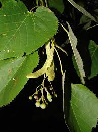 Attēlu rezultāti vaicājumam “Tilia platyphyllos subsp. platyphyllos”