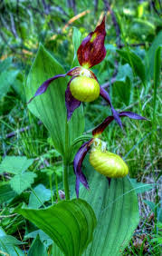 Attēlu rezultāti vaicājumam “Cypripedium calceolus”