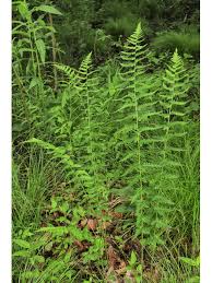 Attēlu rezultāti vaicājumam “Dryopteris cristata”