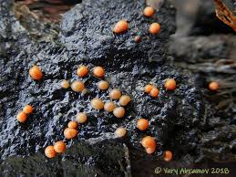 Attēlu rezultāti vaicājumam “Perichaena corticalis”