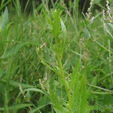 Attēlu rezultāti vaicājumam “Chenopodium rubrum flower”