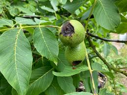 Attēlu rezultāti vaicājumam “Juglans regia fruit”