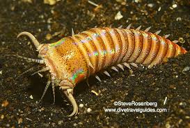 Attēlu rezultāti vaicājumam “Bryum neodamense macro”