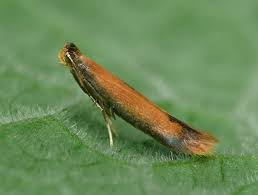 Attēlu rezultāti vaicājumam “Tischeriidae”