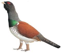 Attēlu rezultāti vaicājumam “Tetrao urogallus”