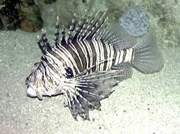 Image result for Pterois volitans