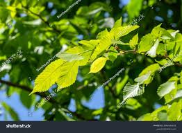 Attēlu rezultāti vaicājumam “Ulmus laevis”