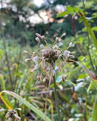 Attēlu rezultāti vaicājumam “Allium oleraceum flower”
