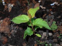 Attēlu rezultāti vaicājumam “Prunus domestica subsp. domestica leaf”