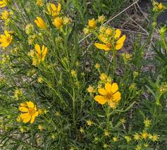 Image result for Coreopsis
