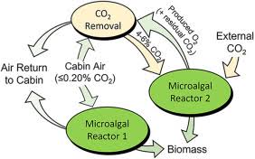 Attēlu rezultāti vaicājumam “Gloeocapsa rupestris”