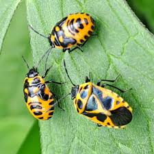 Attēlu rezultāti vaicājumam “Eurydema dominulus imago”