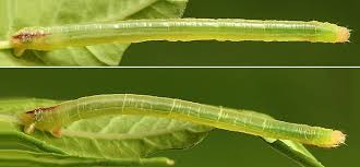 Attēlu rezultāti vaicājumam “Ecliptopera silaceata”