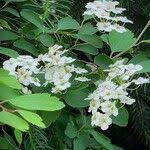 Attēlu rezultāti vaicājumam “Spiraea chamaedryfolia”