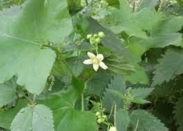 Attēlu rezultāti vaicājumam “Bryonia alba leaf”