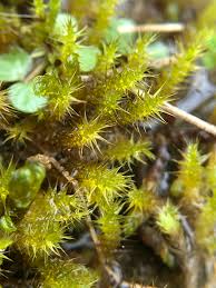 Attēlu rezultāti vaicājumam “Campylium stellatum”