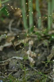 Attēlu rezultāti vaicājumam “Spergula arvensis”